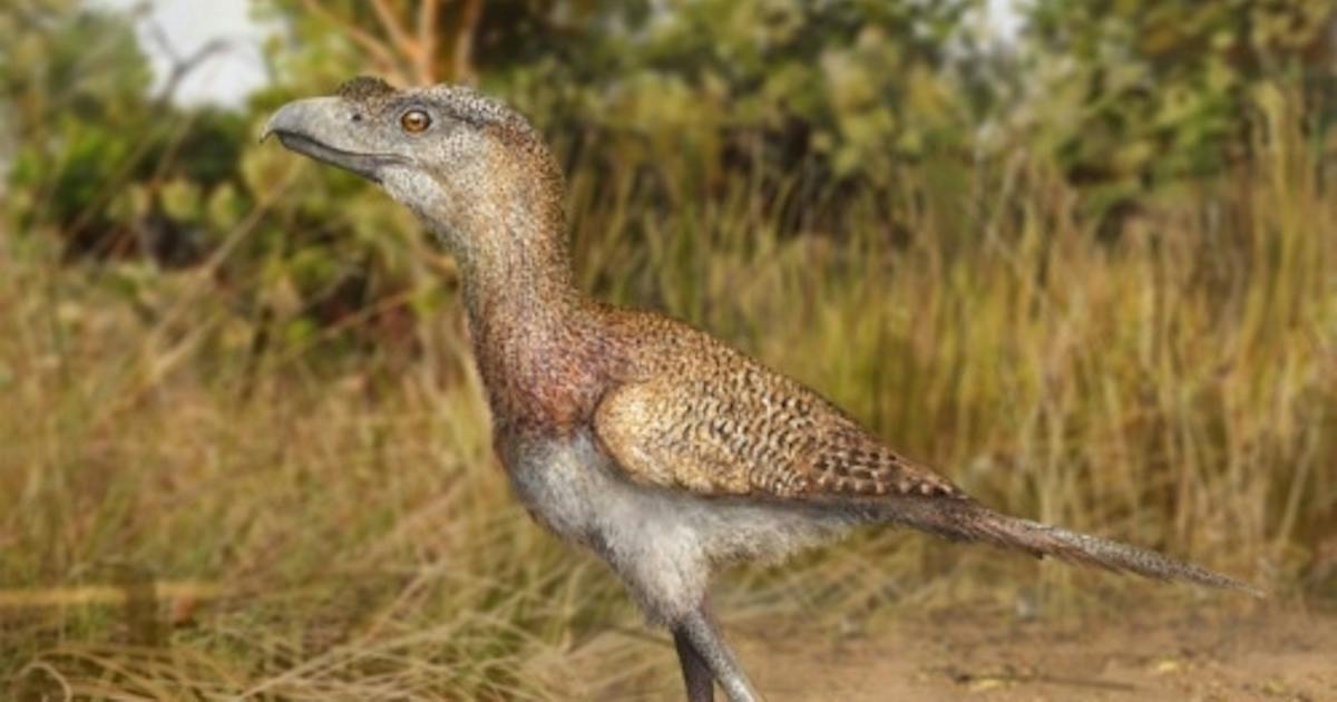 「最後の恐鳥類」を発見、2.5万年前 人類と出会った可能性も