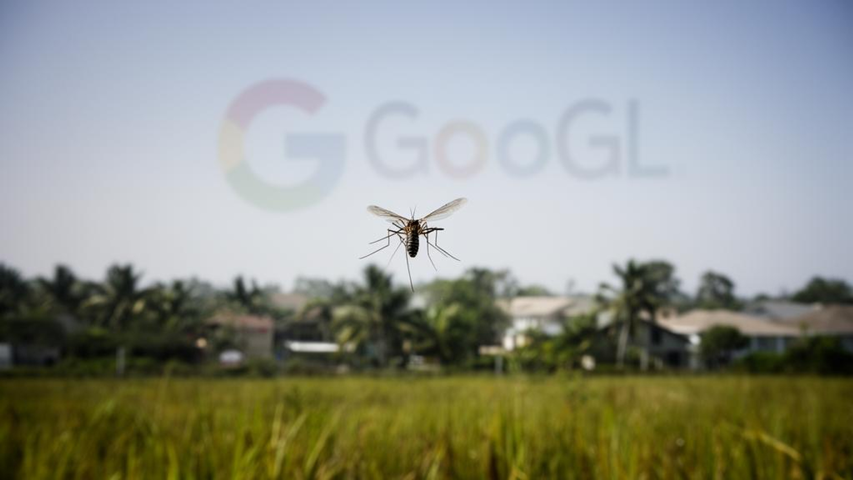 グーグル、AI活用で不妊化蚊3200万匹放鳥へ…感染症撲滅に挑む
