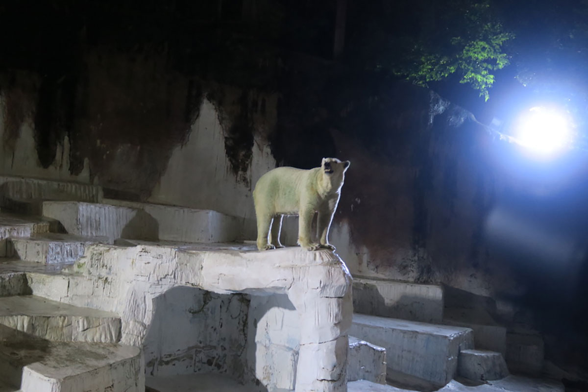 【きょうから】天王寺動物園「ナイトZOO」で幻想的な空間に…夜でも800円 14日間限定で