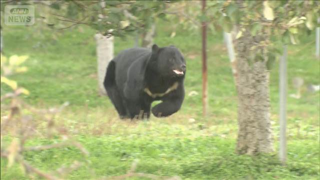 【独自】巨体クマのワナ脱出の瞬間…脅威の破壊力 住宅街で銃使えず「最後の一手」