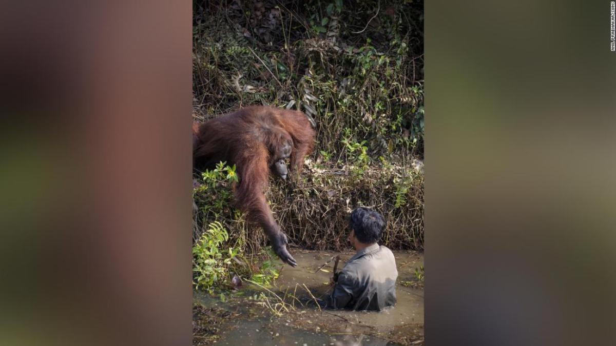 オランウータンが男性に助けの手、ヘビ生息の川で 20年ボルネオ島