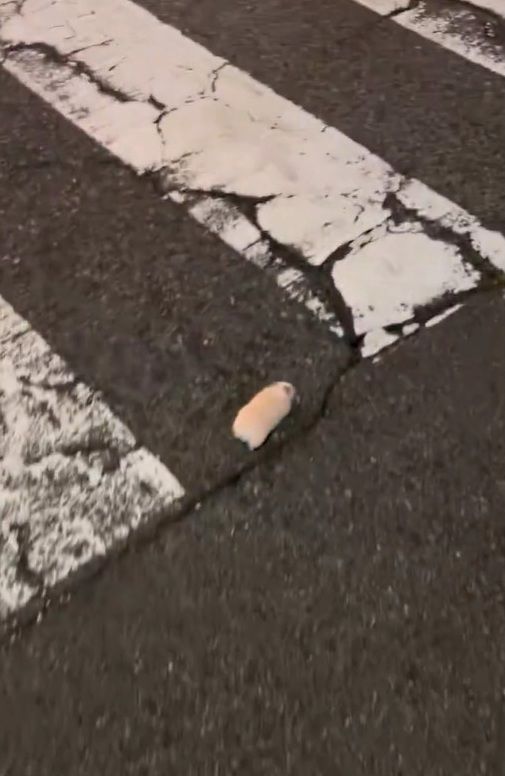 「何だあのちっこいモフモフは…」→まさかの優しい展開に 深夜の大阪で起きた出来事に反響