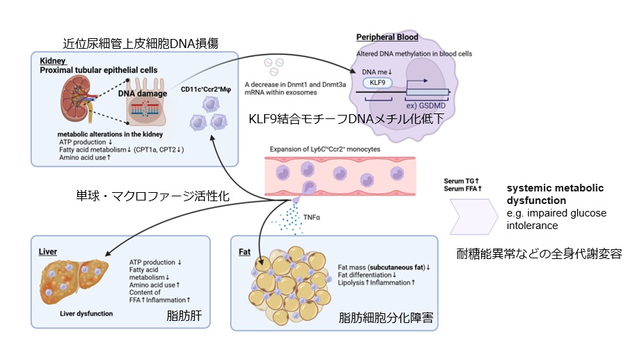 尿細管DNA損傷から始まる腎・免疫・代謝クロストークの探求－慢性腎臓病と老化の新たな接点を明らかに－｜慶應サイエンス｜時事メディカル｜時事通信の医療ニュースサイト