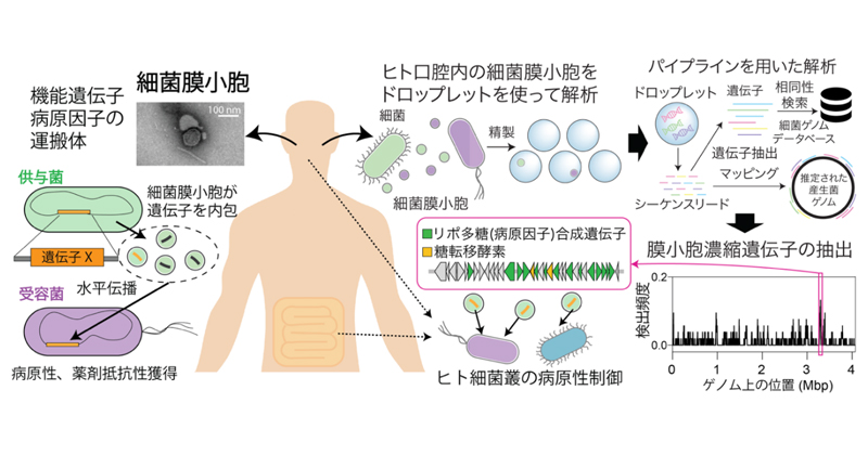 細菌がつくるナノサイズの遺伝子カプセルが進化を促す