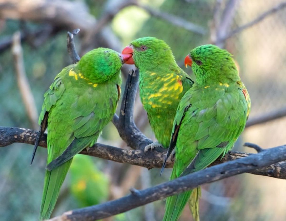 鳥類の「性転換」は意外と多い。オーストラリアの野鳥調査で判明