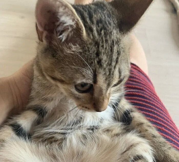 「信頼してもらえて嬉しい」元保護猫のきつねちゃん、飼い主さんの前で初めての「ご開脚」 行動の心理を獣医師に聞いた！