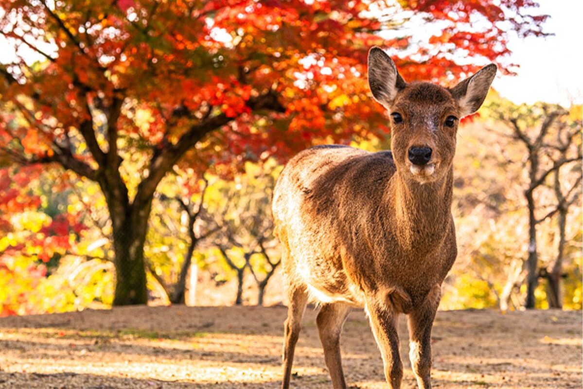 奈良県知事が引き受け拒否の“迷いシカ”を保護した大阪市長「千客万来」人情と商売と政治センスの差が浮き彫りか