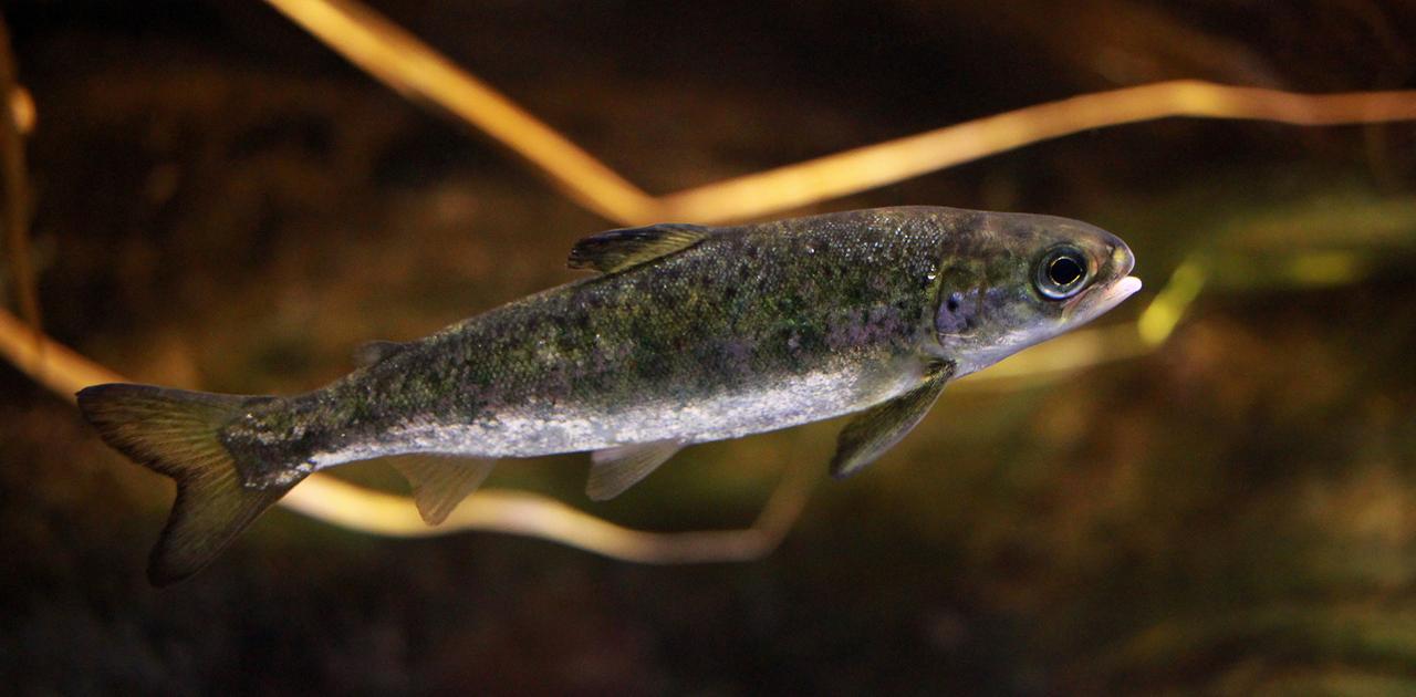 コカインが混ざった水で育ったタイセイヨウサケ、1.9倍の距離を泳ぐ