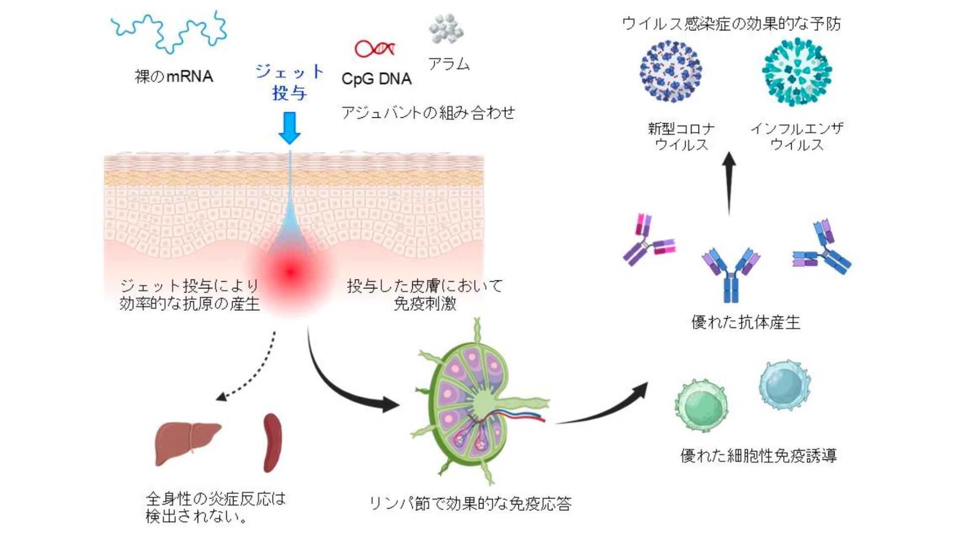脂質カプセルを使わない「mRNAワクチン」とは（石田雅彦）