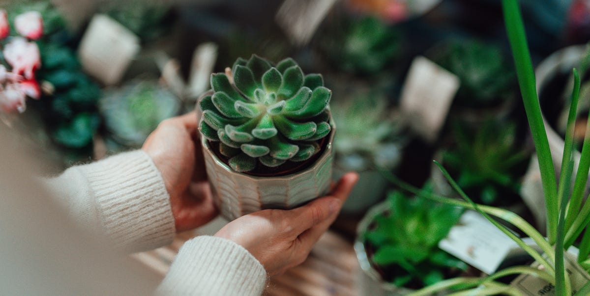 育てやすい多肉植物10選。お手入れのコツを植物のプロが解説