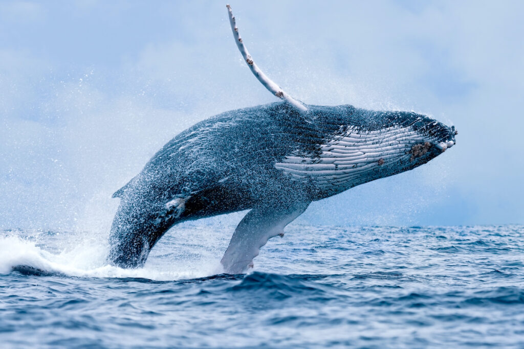 ビットコイン価格が安定する中で、クジラは売却の準備を開始（CoinDesk JAPAN）