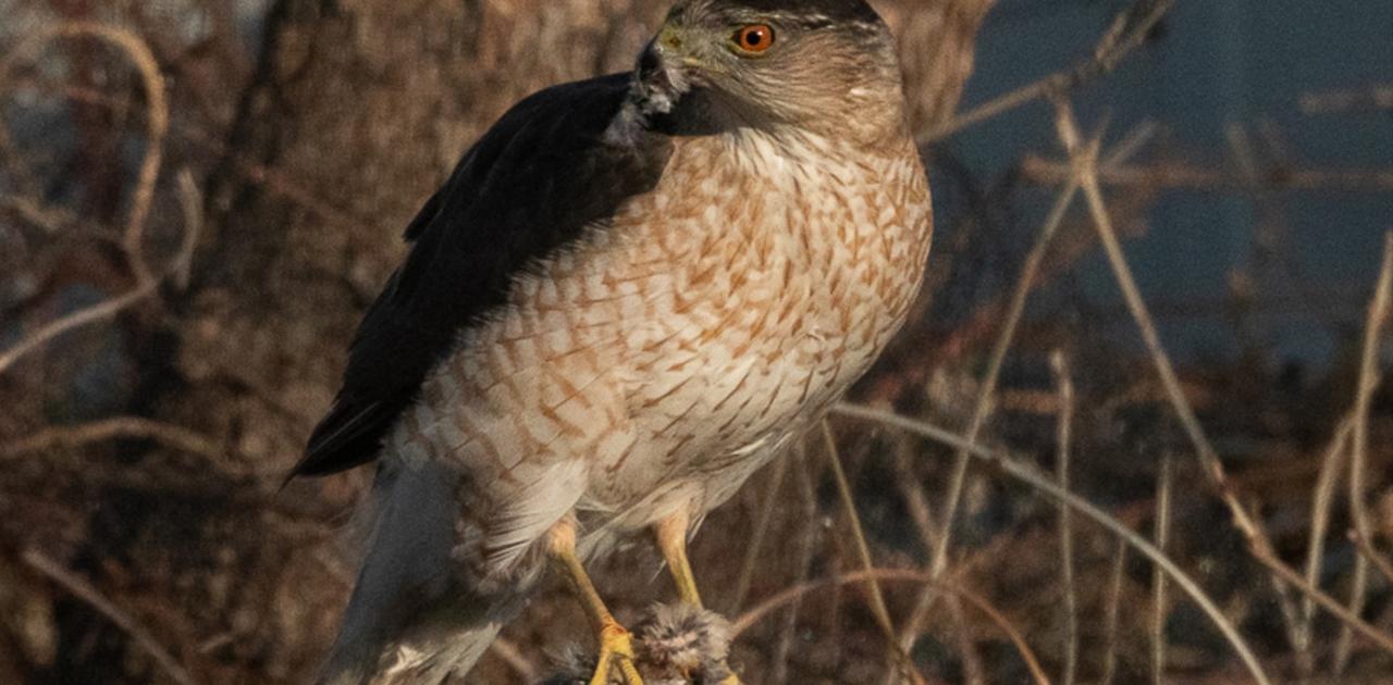アメリカで発見された鷹、信号が青のときだけ獲物を狙っていた。賢すぎ…