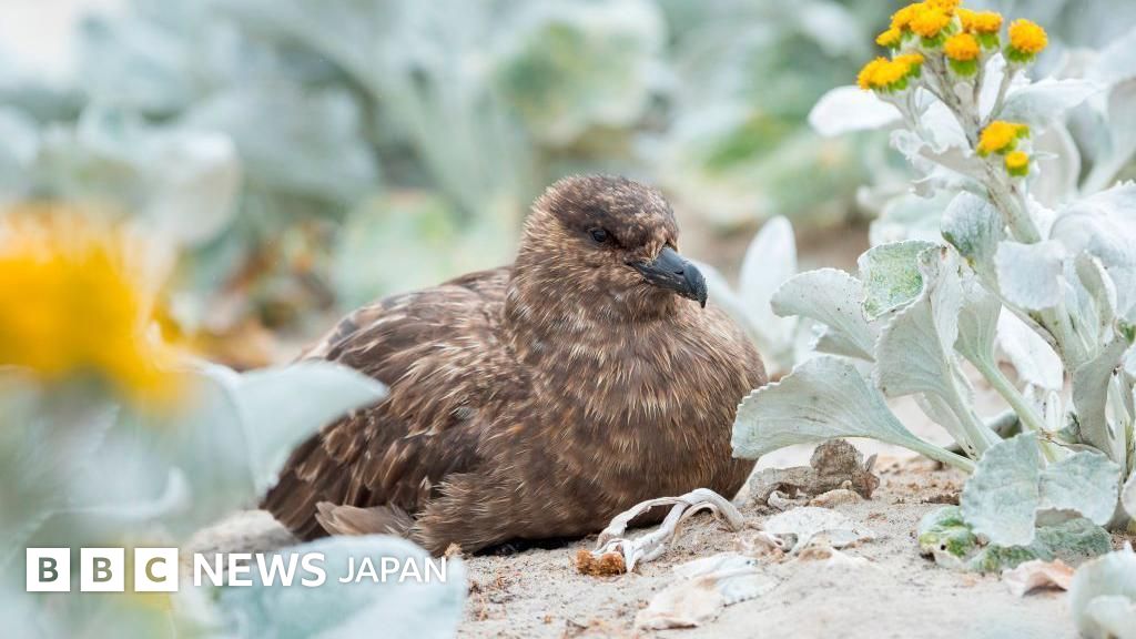 豪州でH5N1型鳥インフルエンザ感染例を初確認 すべての大陸に広がる