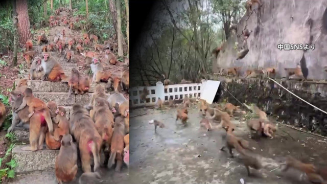 1000頭超“サル軍団”に…観光客の餌やりなどでサル急増 市街地にまで出没やりたい放題の迷惑行為も「保護動物」で手出しできず 中国