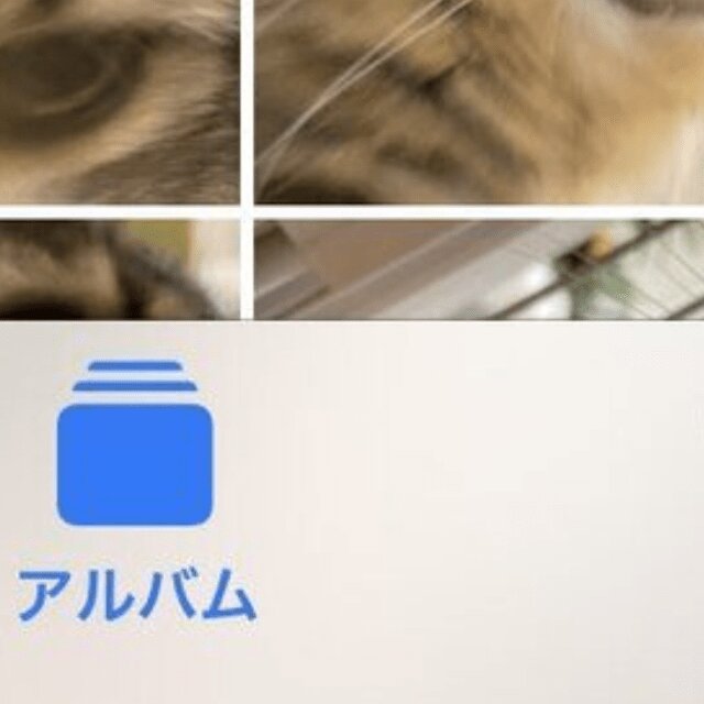 愛猫と写真を撮るためにカメラを起動した飼い主。しかし、目を離した瞬間…「何回見ても最高」「可愛すぎ」（ほ・とせなNEWS）
