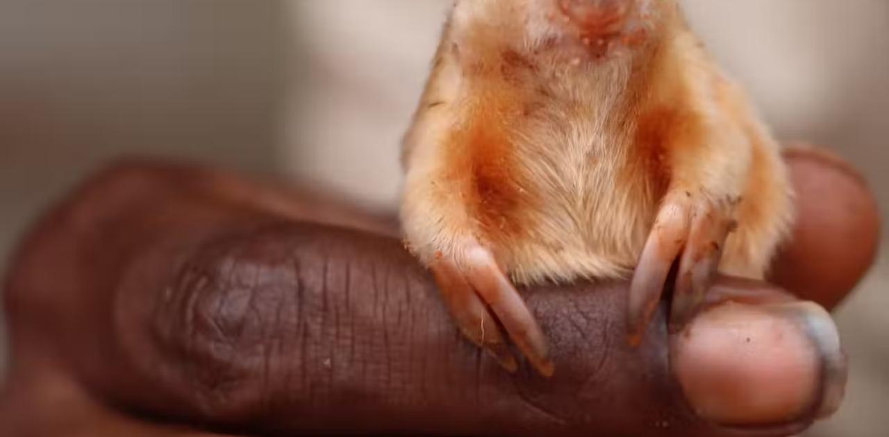 目撃は数十年で数回。謎に包まれていた｢砂漠モグラ｣の生態が判明