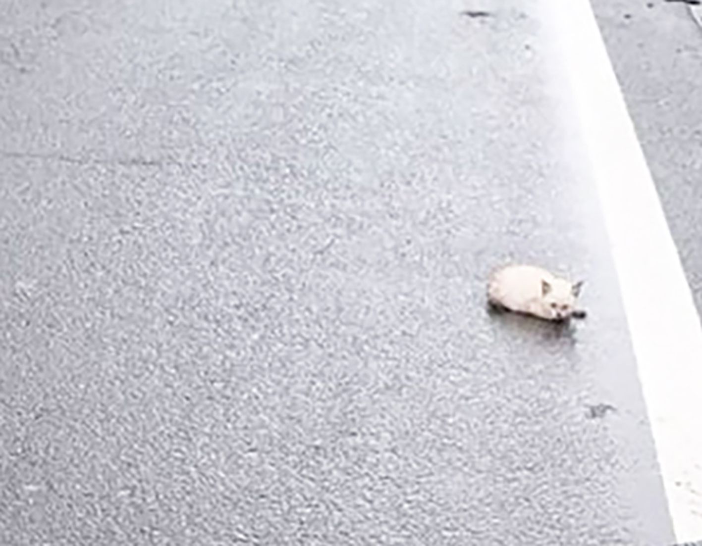 車道の向こうに小さな動物…子猫だ！ 交通事故で足を骨折も愛情受けて完治 そして届いた「うちにおいで」