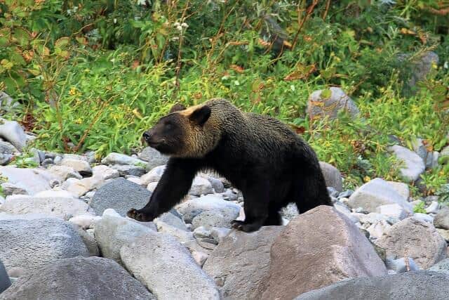 ヒグマが襲ってきた→ハンターが発砲、駆除したら「無許可だから違法」に？ 身を守るにも処罰覚悟なのか