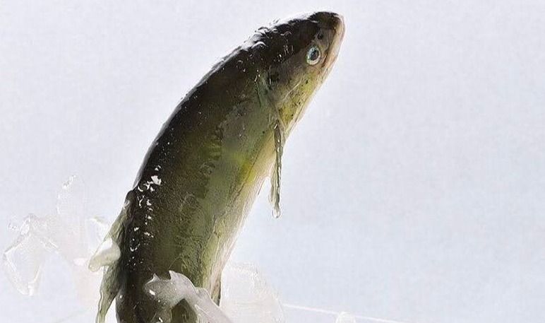 食品サンプルなのに……水しぶき、躍動感は本物以上！？ メーカーの本気に「捕まえにいきたくなる」「博物館に飾られそうですね」