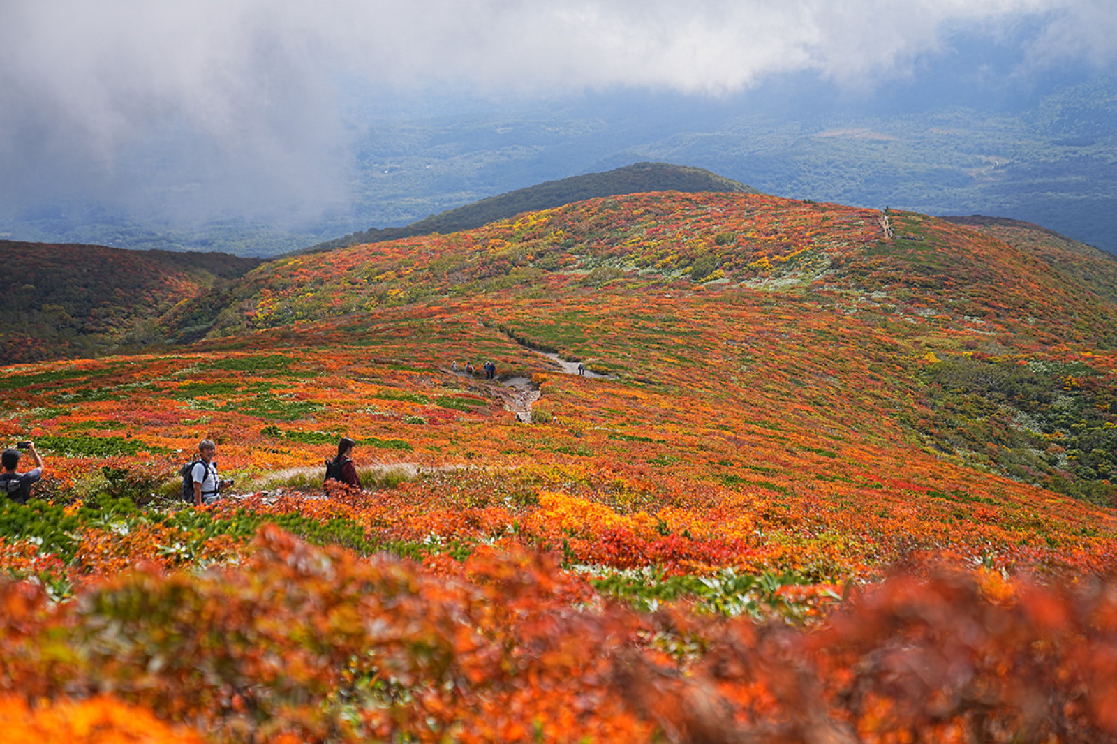 圧巻の紅葉！ まるで赤い海のような栗駒山【紅葉レポート】