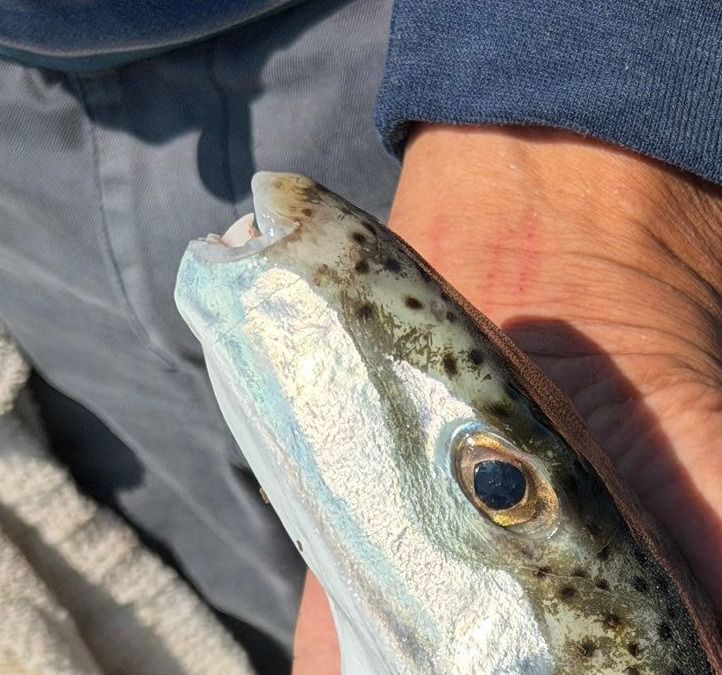 「なんかすんごいシャープなフグ釣れたー！」とはしゃいでいたら…船長から「筋肉、皮、内臓すべてに猛毒」と聞き戦慄 「つい食べてしまいそう」