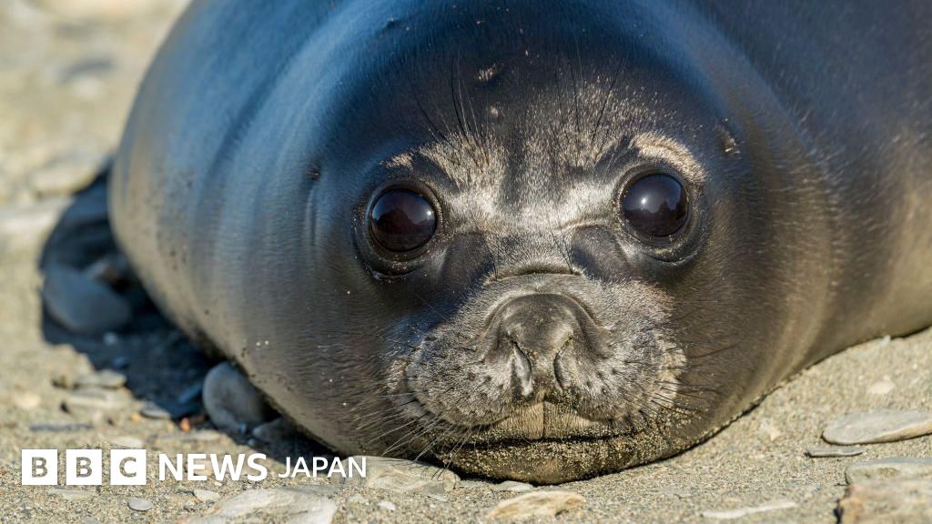 アザラシの赤ちゃん1万頭以上が鳥インフルエンザで死ぬ、豪離島で 研究報告