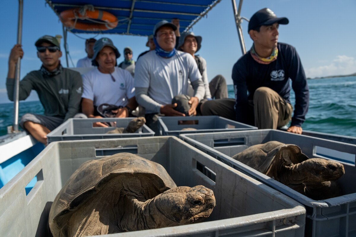 〈密着〉絶滅したはずのガラパゴスゾウガメ、175年ぶりに故郷へ帰る（ナショナル ジオグラフィック日本版）