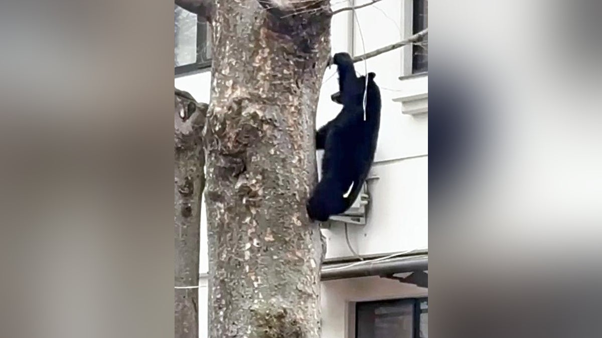 吹き矢で捕獲されるクマ見た男性「市内を横切ってきたと思うと怖い」…きょうから市街地で猟銃使用可能に