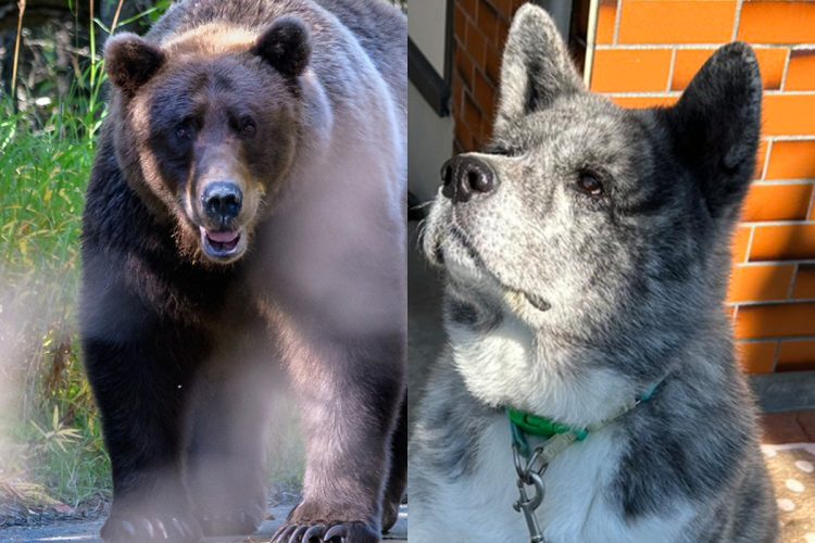 《熊と闘う愛犬を助けるために鉄製フロアジャッキで応戦》秋田犬とともに撃退した男性の”壮絶な死闘の記憶”「クマが横揺れしながら突進してきた」「敷地内には黒ずんだ血飛沫」（NEWSポストセブン）