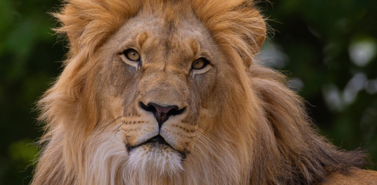 6000年前、ブルガリアでライオンに噛まれながら生き延びた男がいた