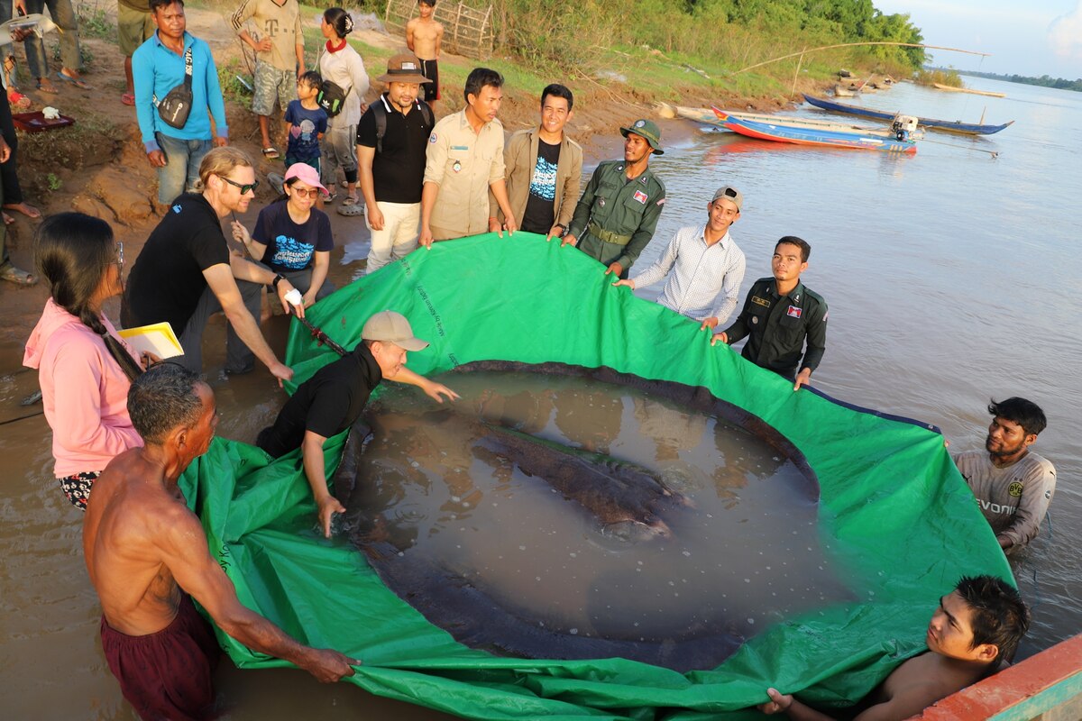 絶滅の危機にあるメコン川の巨大魚、救出が92匹に急増 なぜ？