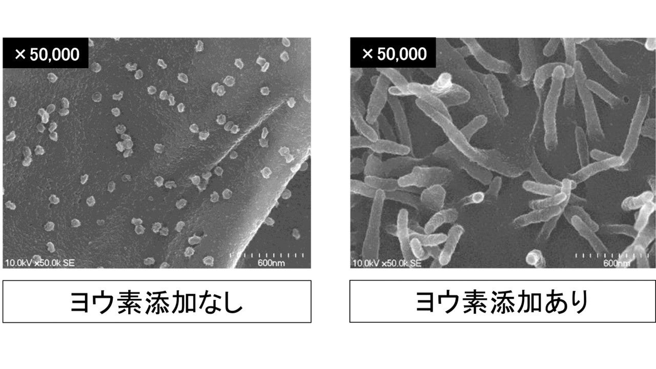 小林製薬のヨウ素研究が日本防菌防黴学会「論文賞」を受賞。短時間でのヨウ素の作用で新型コロナ等のウイルスが不活化