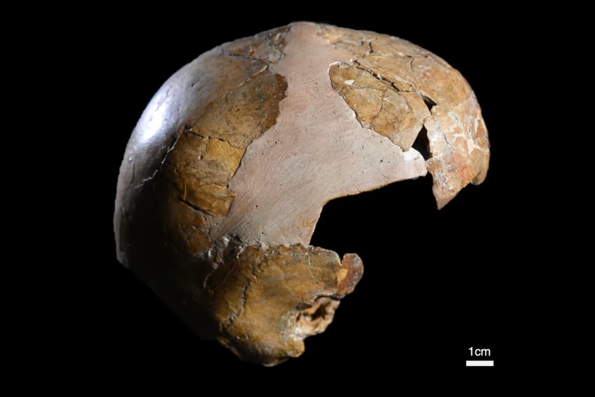ネアンデルタール人と現生人類、最古の交わりは１４万年前 頭蓋骨の高解像度スキャンで新説