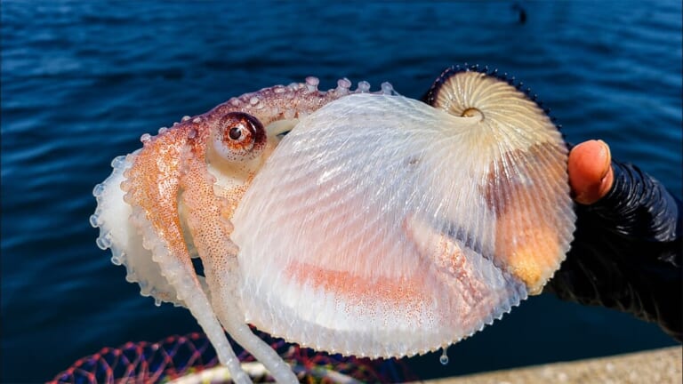 31] 「ヤバっ、初めて見た」「遭遇するのは一生に一度」海で遭遇した『異生物』を捕獲。魚でも貝でもない生物の正体がスゴイ。「生態も解明されていません」│ルアマガプラス