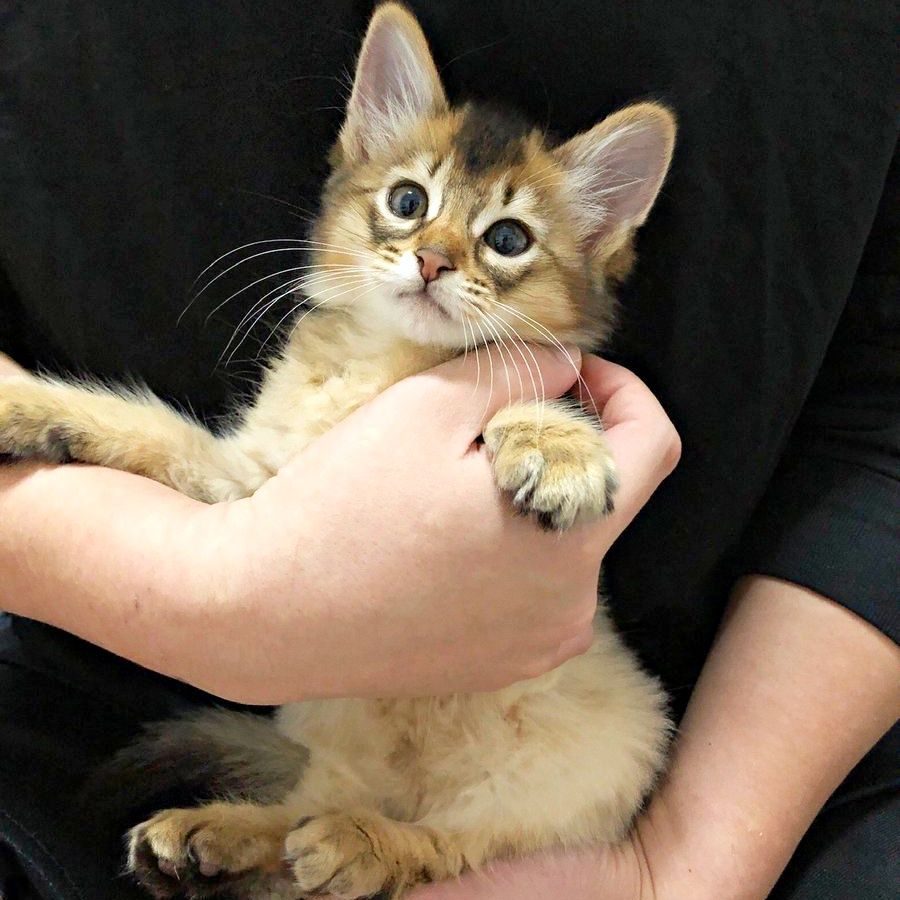 長毛の下は骨と皮だけの痩せた体…量販店で必死に「助け」を求めていた子猫 血便と栄養失調の治療を経て家族で一番大きい“愛されアイドル”に