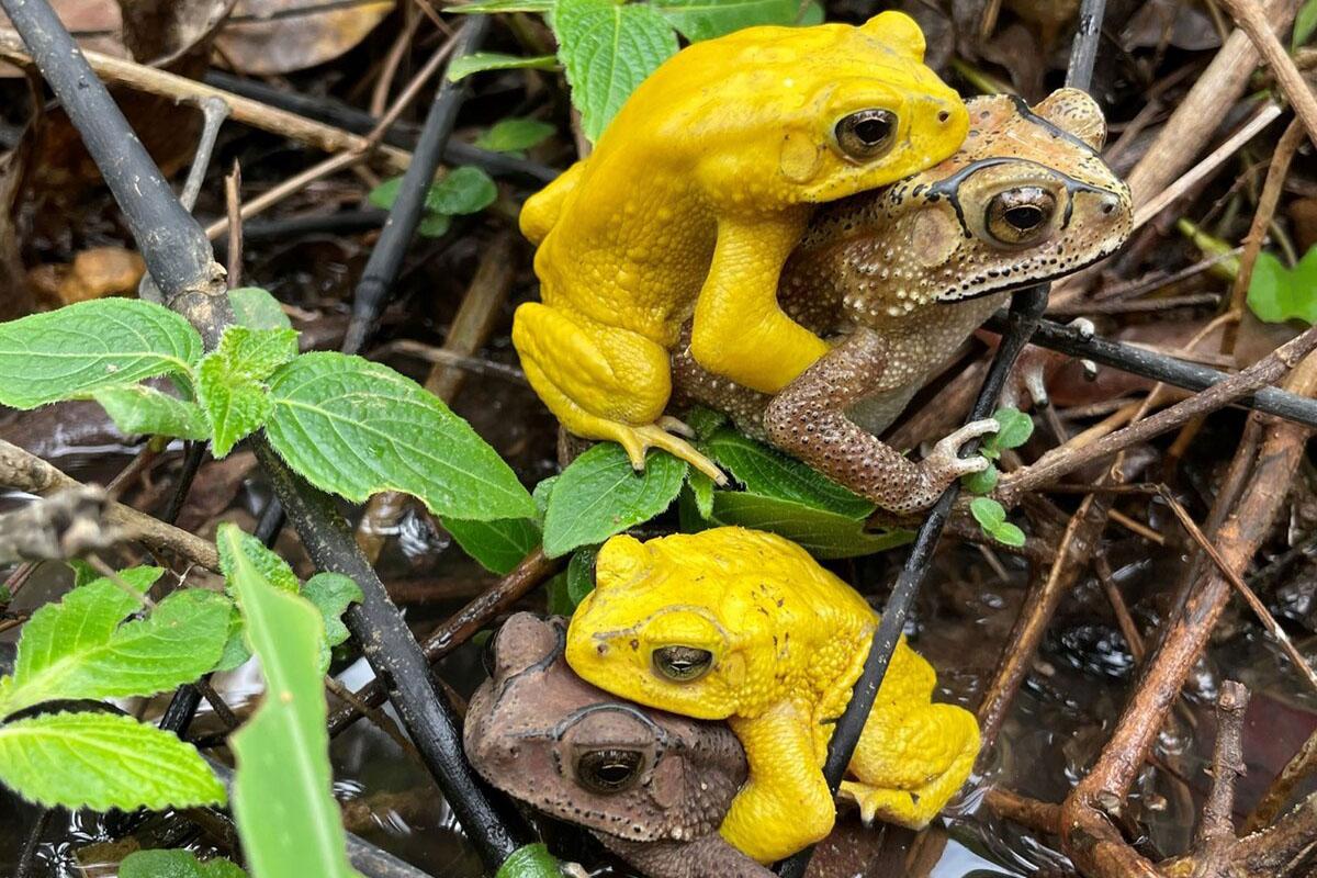 繁殖期にオスが黄色くなるカエル、メスへのアピールではなかった 驚きの理由が明らかに