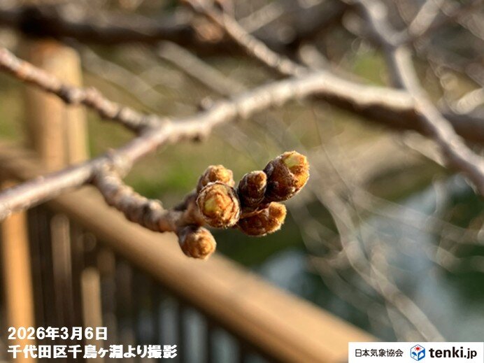 桜開花まであと2週間 関東トップは東京で21日 お花見の計画はお早めに