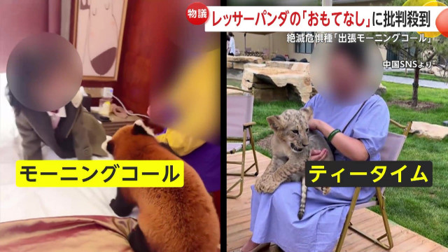「なんて無茶な！」絶滅危惧種レッサーパンダの出張「モーニングコール」が物議…ライオンと触れ合えるアフタヌーンティーにも批判 中国