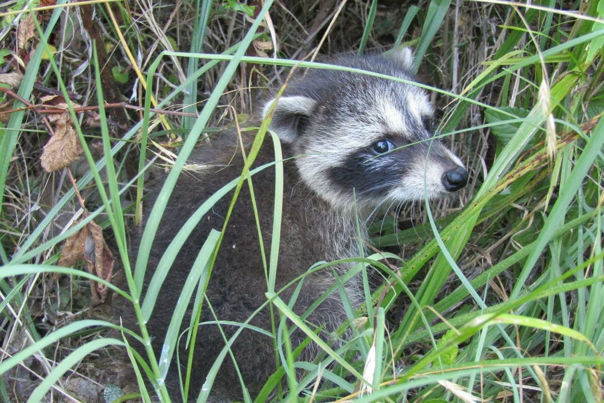 都市部のアライグマに「家畜化」の初期の兆候か 米研究