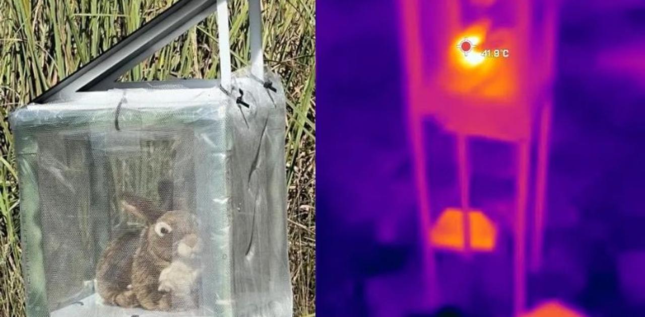 “ぬいぐるみ”が助っ人。外来種の危険生物をおびき寄せる仕掛けとは？