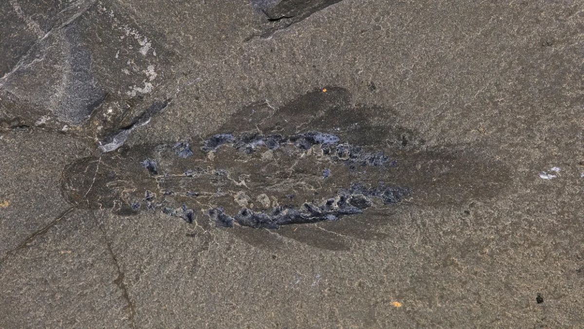 「ガのように海を泳いだ」新種の古生物、その名も「モスラ」