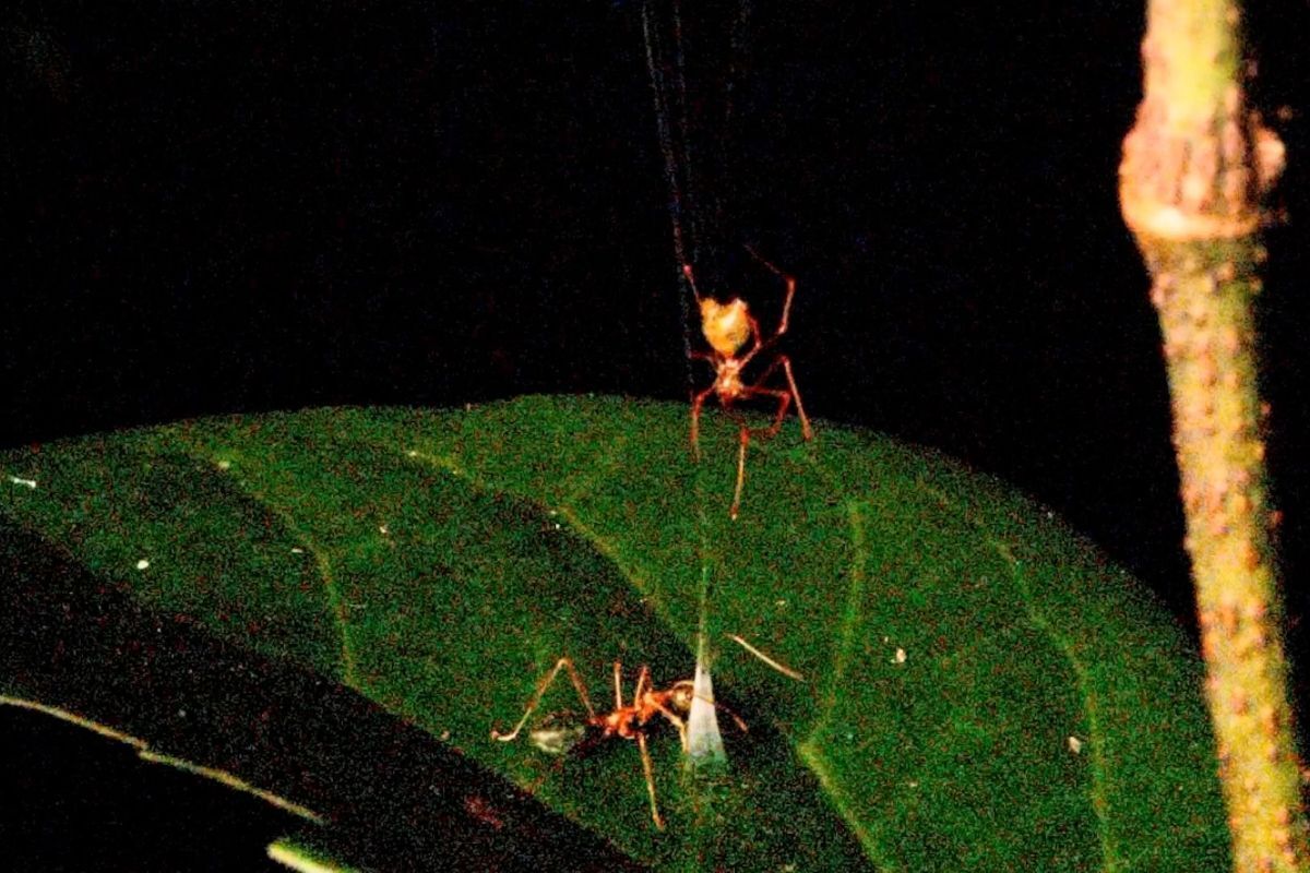 新たに発見されたクモ、「死の罠」で獲物捕らえる様子を初めて撮影 豪州