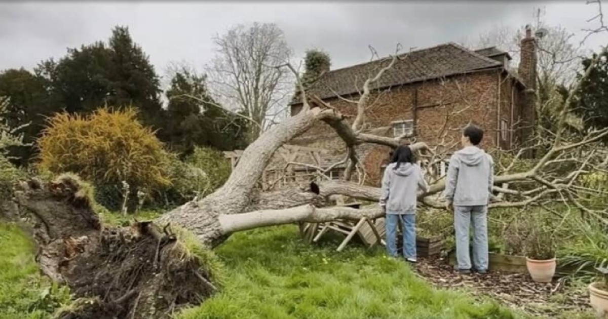 英国で築500年の家に住む夫妻、庭の巨木が倒れてしまい…… 生まれ変わった姿に「絵本にできそう」「ジ〜ンとします」