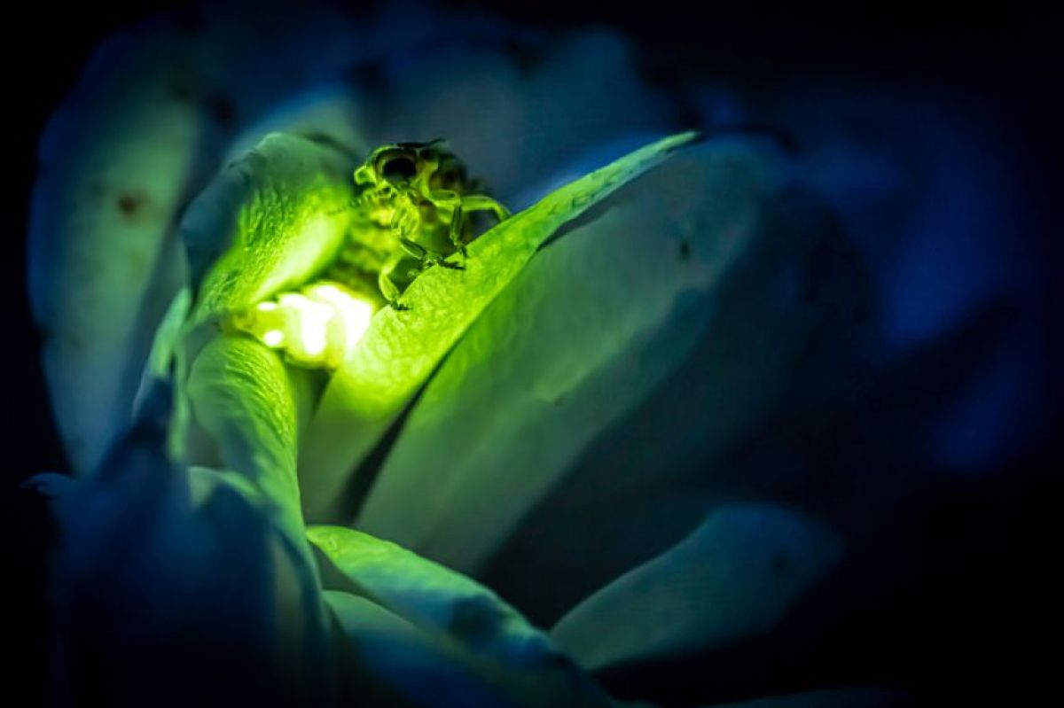 生物発光を利用してウイルスを検出する診断ツール、ホタルの酵素で従来の515倍明るく長持ちに