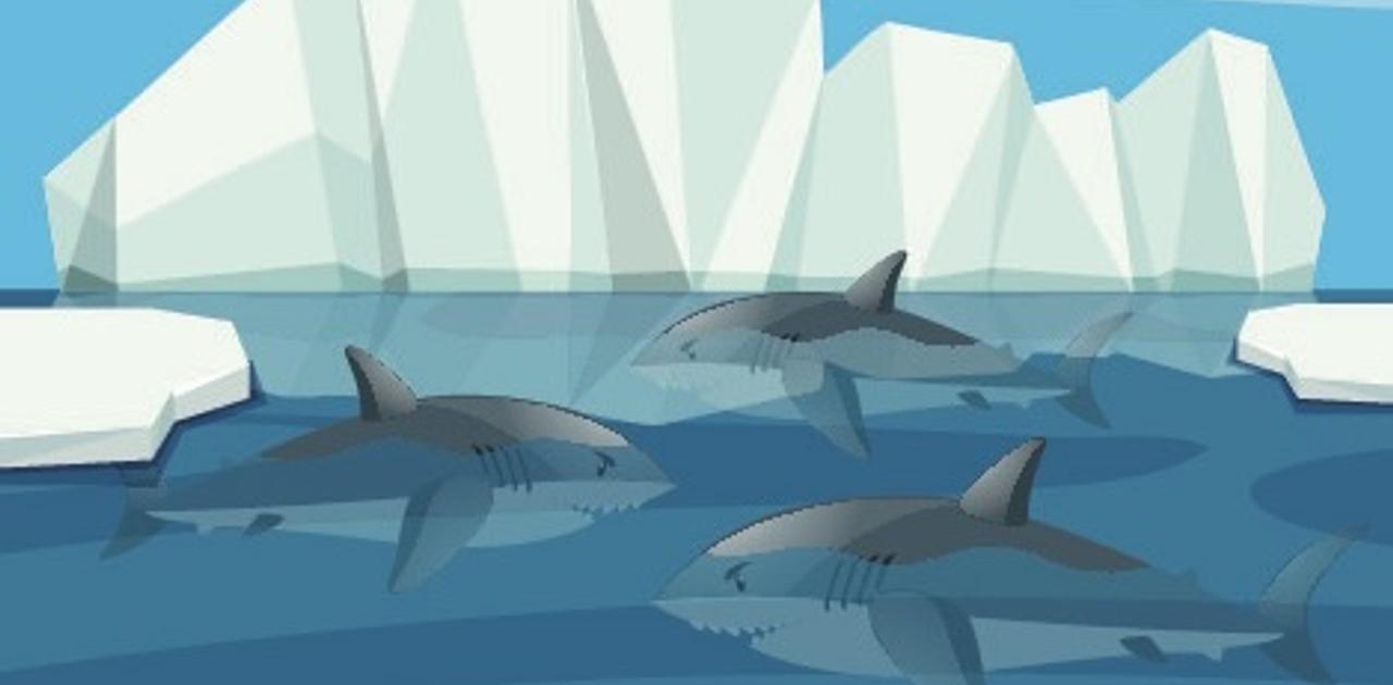 冷たくても生息できたの？ 水温2℃の南極近くでサメの姿を発見