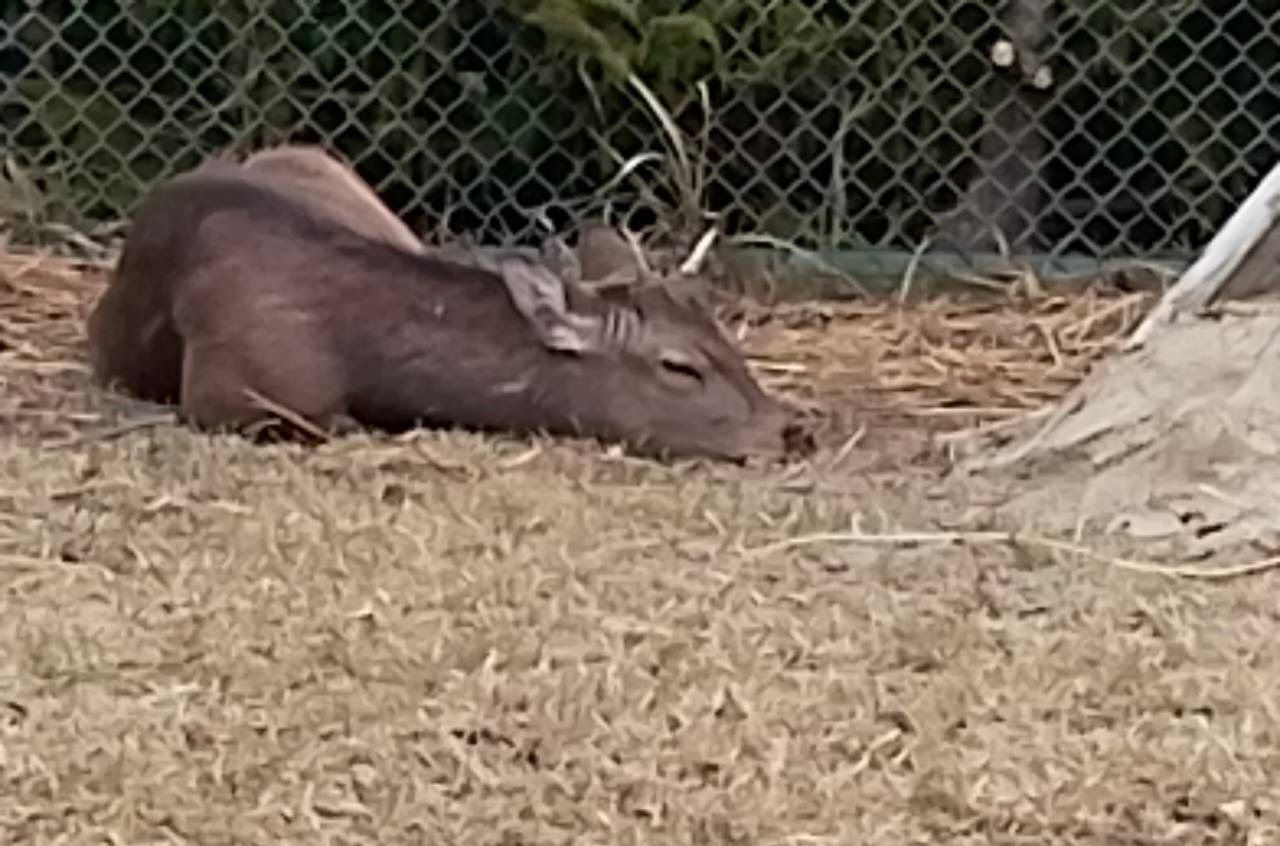 ワイドショーで話題の迷いシカ 新天地の大阪・能勢温泉の暮らしぶりは？ 「外に出たがる日もあるが…」施設社長に聞いた