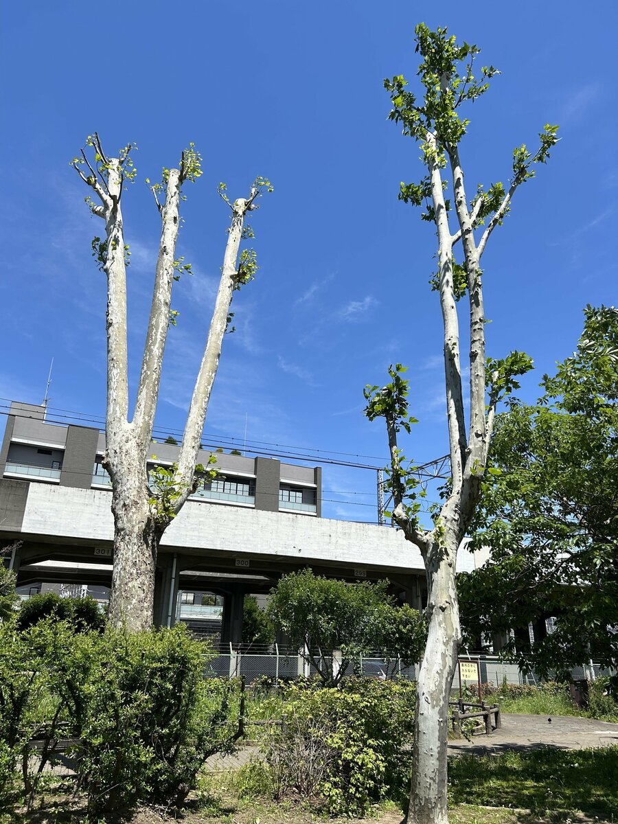 「寒々しい…」住民から不満続出 街路樹の“やりすぎ剪定” 行政はなぜ短く切りすぎるのか 「景観と涼しさを失う」