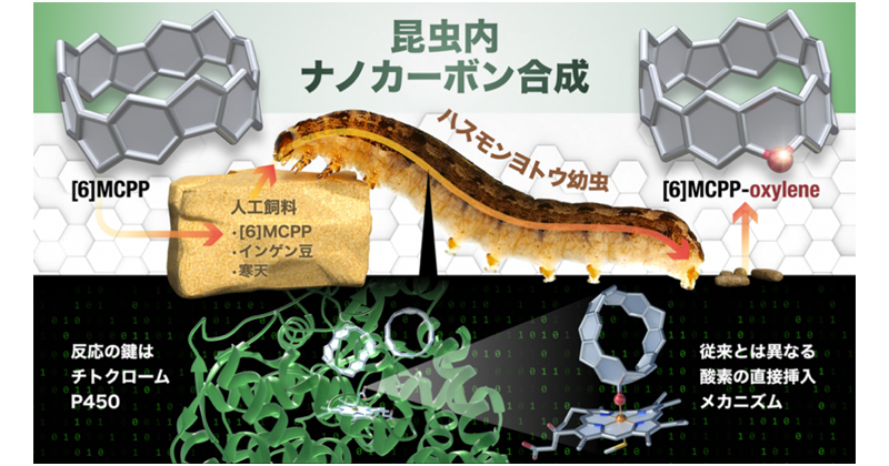 昆虫の体内で機能性分子ナノカーボンを合成