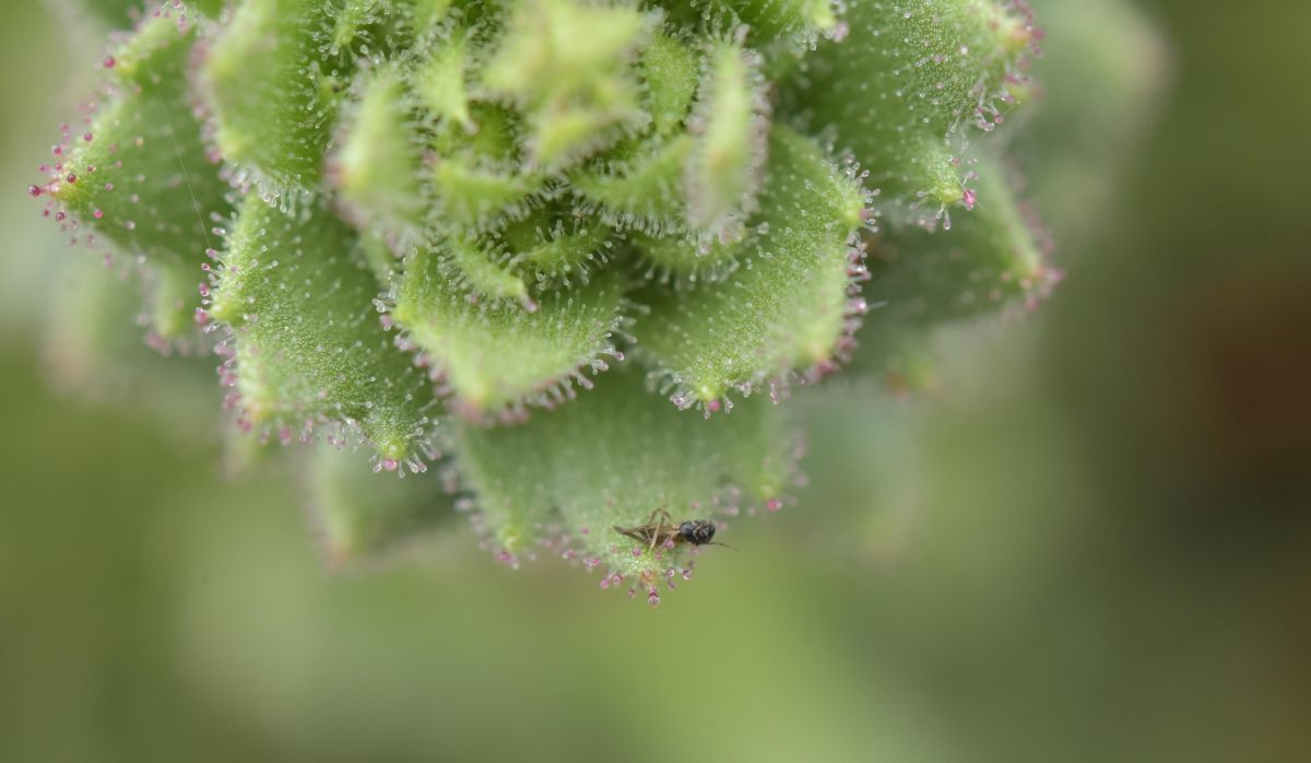新たな食虫植物を確認 ダーウィンの仮説、150年以上を経て証明
