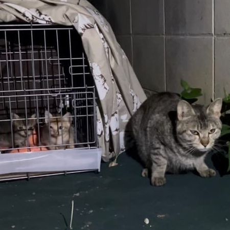 保護された子猫3匹のケージに寄り添う猫 すき間から前脚で何度もトントン…「親子だと確信」 「みんなで一緒に帰ろう」と声をかけると迷わず捕獲器へ